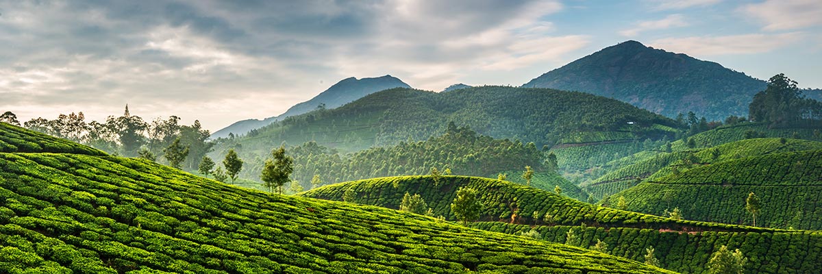 Tea Fields